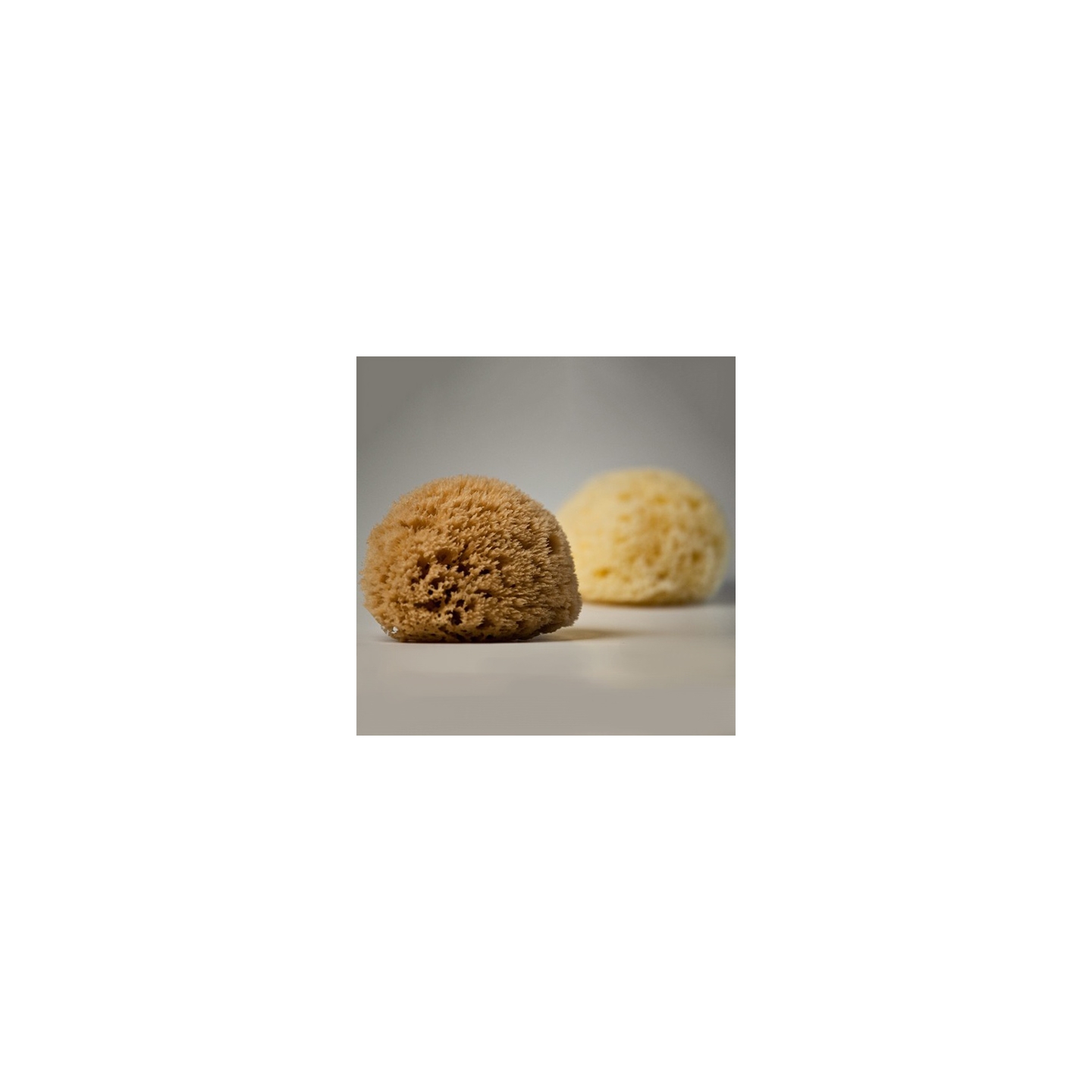 Authentic Kalymnos Sponges 08cm - 18cm