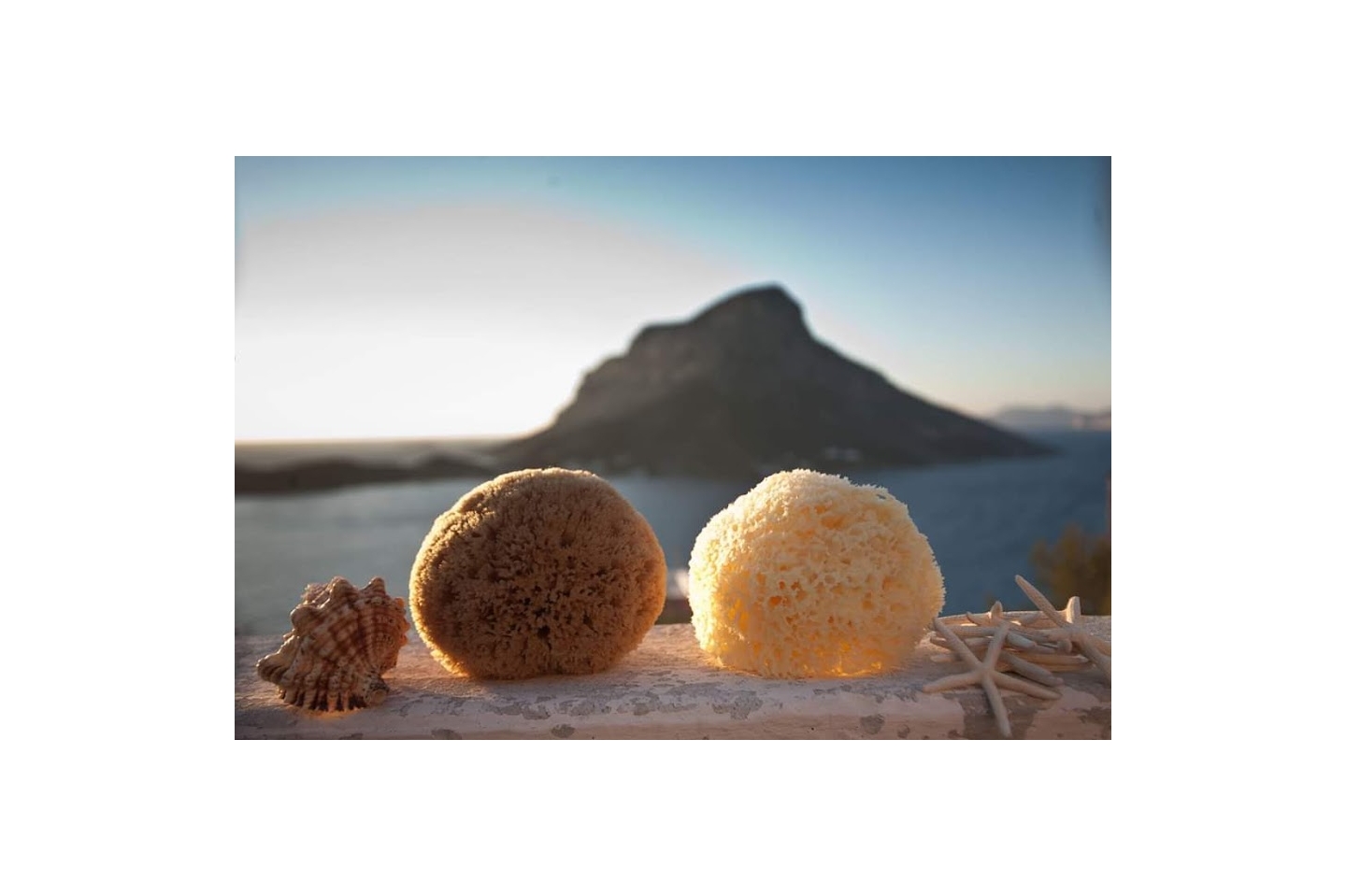 Authentic Kalymnos Sponges 08cm - 18cm-0