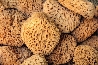 Authentic Kalymnos Sponges 08cm - 18cm-1