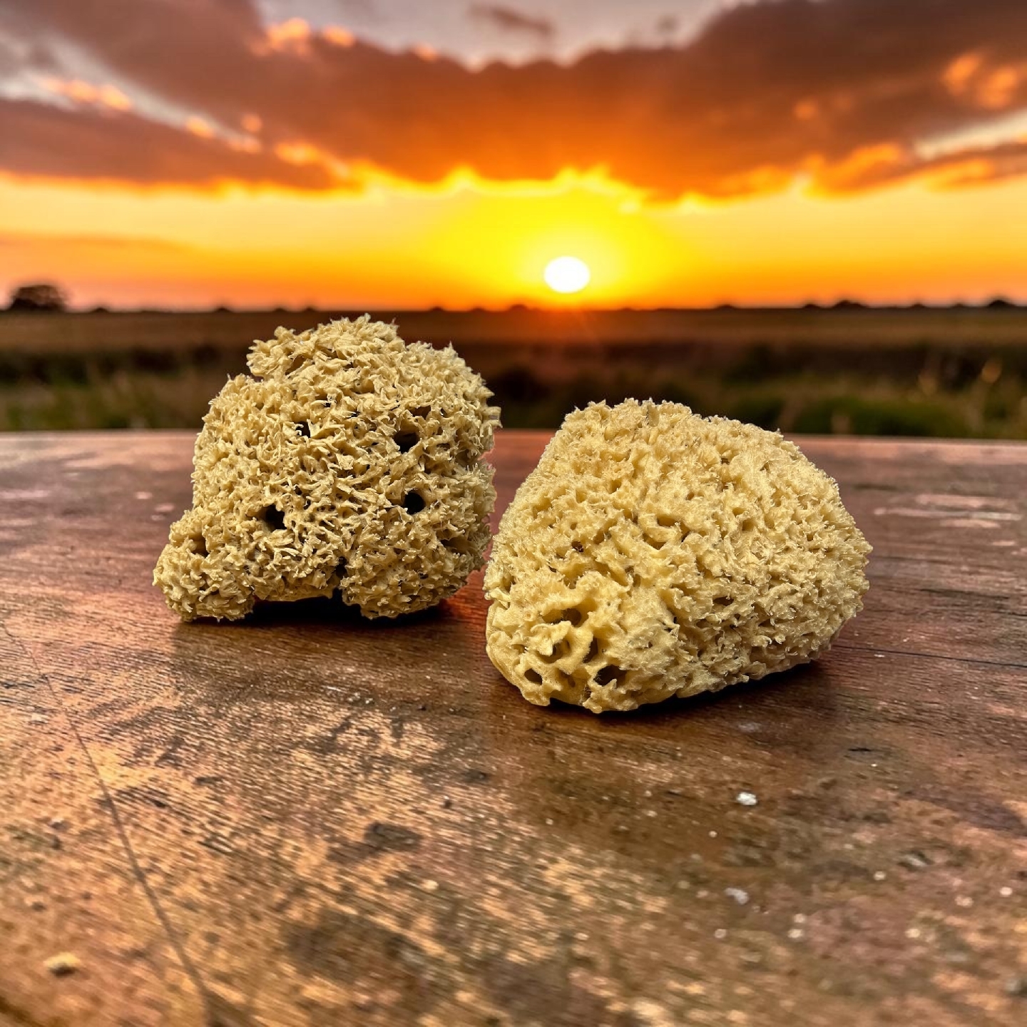 Authentic Kalymnos Sponges 08cm - 18cm-2